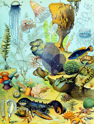Illustration einer Unterwasserszene, ca. 1923 von Adolphe Philippe Millot