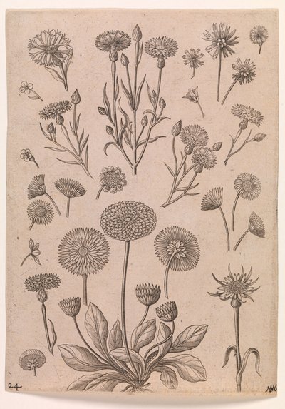 Kornblumen von Adriaen Collaert