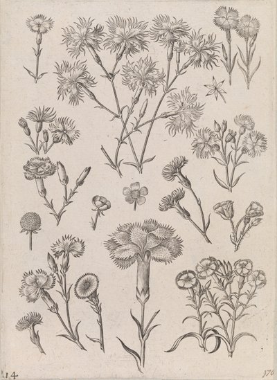 Narzissen von Adriaen Collaert