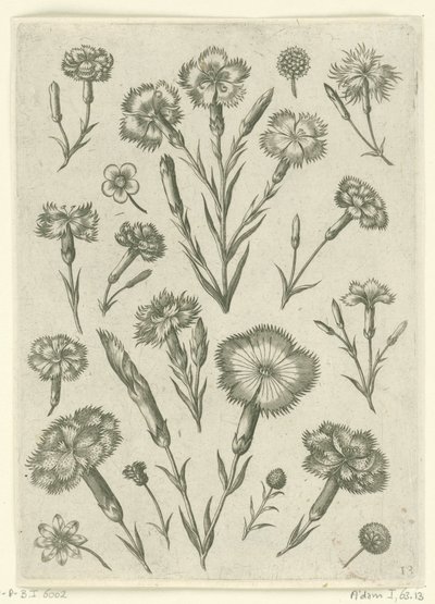 Verschiedene Nelken von Adriaen Collaert