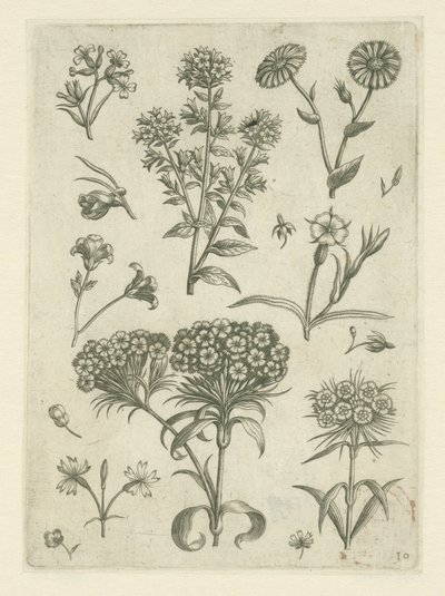 Gänseblümchen und andere Blumen von Adriaen Collaert