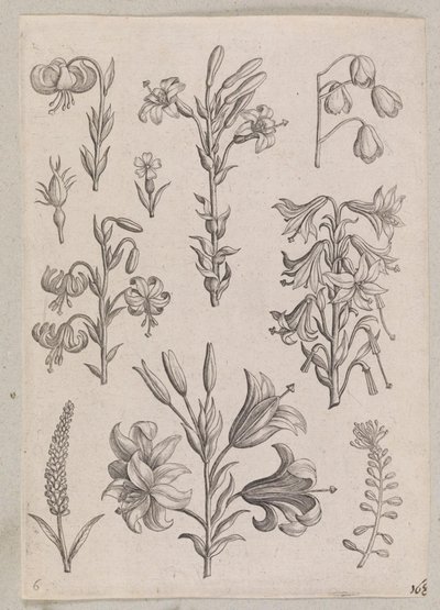 Lilien von Adriaen Collaert