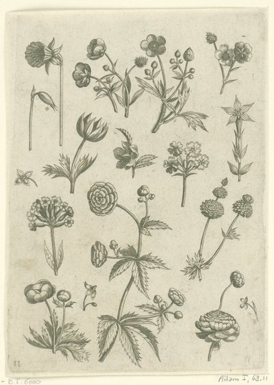 Ranunkeln, Primeln und Butterblumen (Florilegium) von Adriaen Collaert