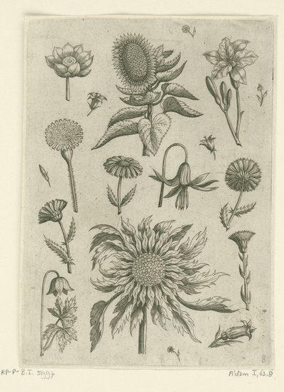 Sonnenblume und andere Blumen von Adriaen Collaert