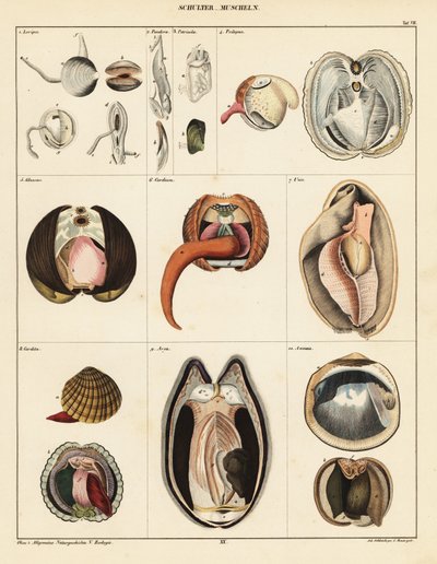 Anatomie von Muscheln (Lithographie) von Adrian Schleich