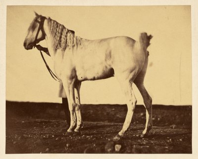 Pferd von Adrien Alban Tournachon
