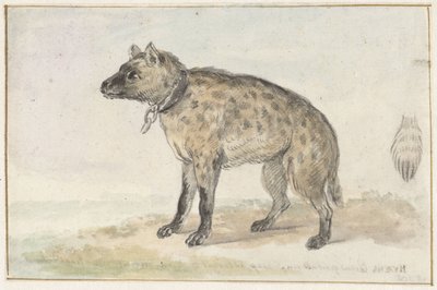Gefleckte Hyäne von Aert Schouman