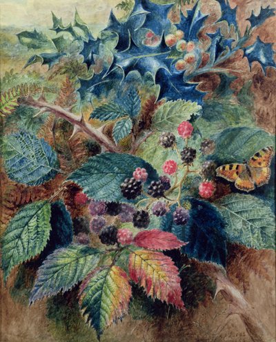 Brombeeren und Stechpalme mit einem Schmetterling von Albert Durer Lucas