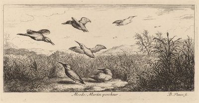 Alcedo, der Eisvogel von Albert Flamen
