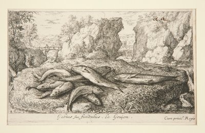 Gabius siue fundulus. Le Goujon von Albert Flamen