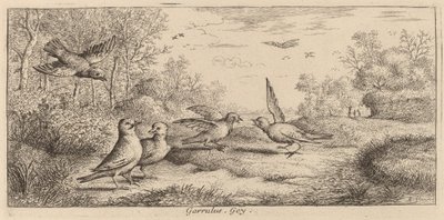 Garrulus, der Eichelhäher von Albert Flamen