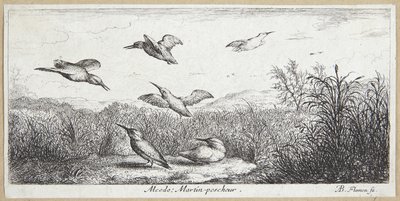 Der Eisvogel von Albert Flamen