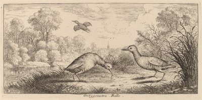 Ortygometra, Die Schiene von Albert Flamen