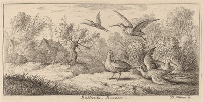 Rusticula, die Waldschnepfe von Albert Flamen