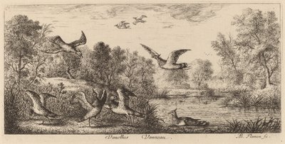 Vanellus, Der Kiebitz von Albert Flamen