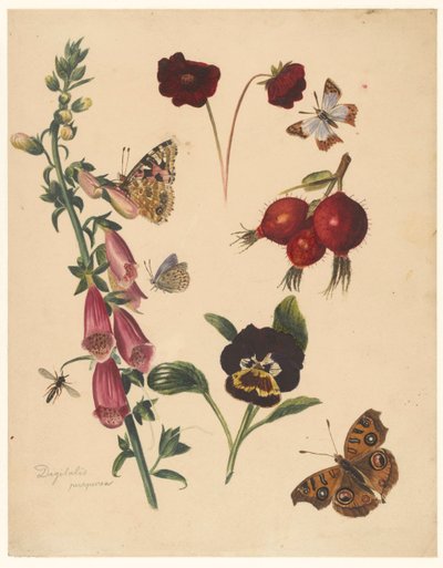 Studienblatt mit Blumen und Schmetterlingen von Albertus Steenbergen