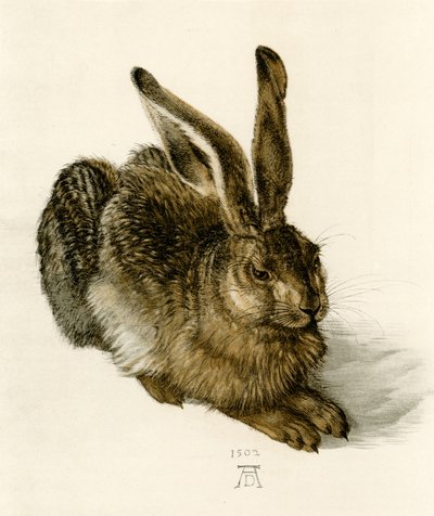 Junger Hase von Albrecht Dürer