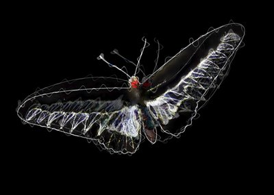 Schwarzer Schmetterling, 2020 von Alex Caminker