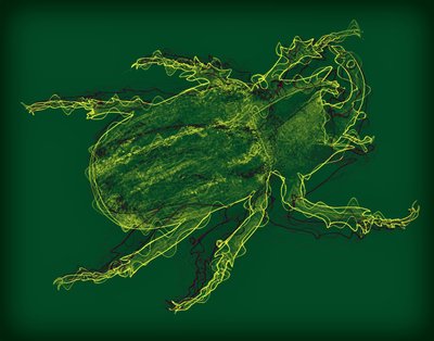 Käfer von Alex Caminker