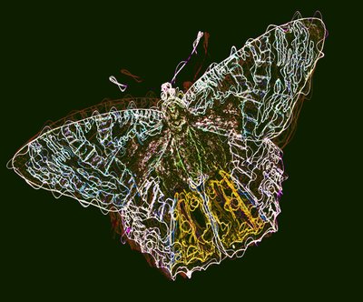 Schmetterling 6, 2020 von Alex Caminker