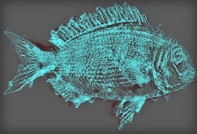 Fisch II, 2020 von Alex Caminker