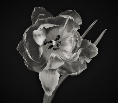 Blumengeometrie von Alex Caminker