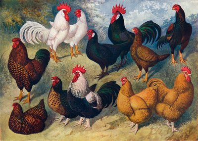 Geflügelrassen, ca. 1903-1910 von Alexander Francis Lydon