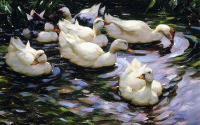 Enten schwimmen in einem sonnenbeschienenen See von Alexander Koester