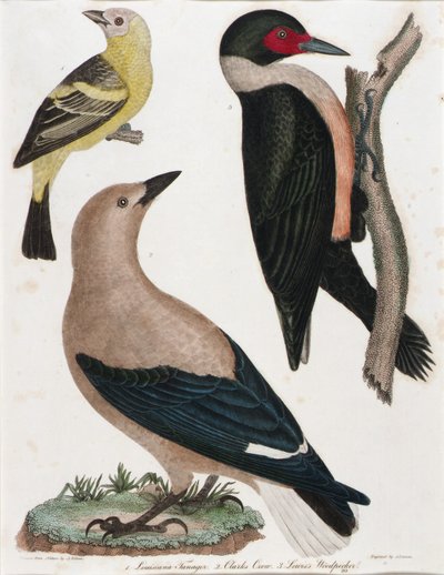 Louisiana-Tangare, Clarks Krähe, Lewis