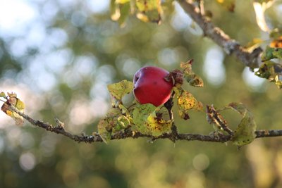 Der Apfelbaum von Alexandra Joseph