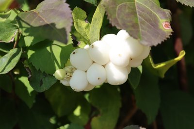 Schneebeere von Alexandra Joseph