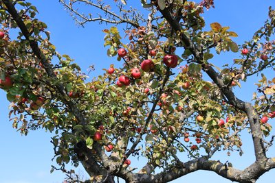 rote Früchte von Alexandra Joseph