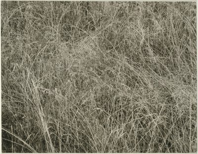 Gras, 1933 von Alfred Stieglitz