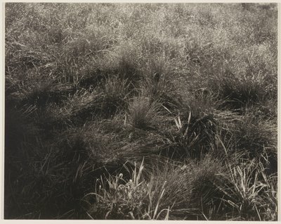 Gräser von Alfred Stieglitz
