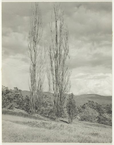 Pappeln—Lake George von Alfred Stieglitz