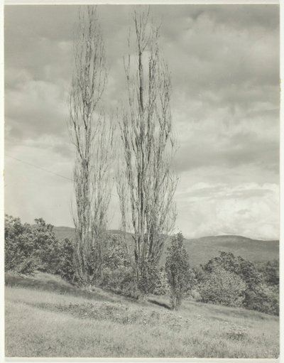 Pappeln—Lake George, 1935 von Alfred Stieglitz