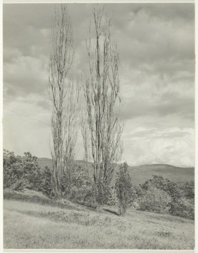 Pappeln am Lake George von Alfred Stieglitz