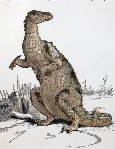 Iguanodon von Alice Bolingbroke Woodward