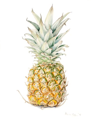 Reife Ananas, Aquarell, 2016 von Alison Cooper