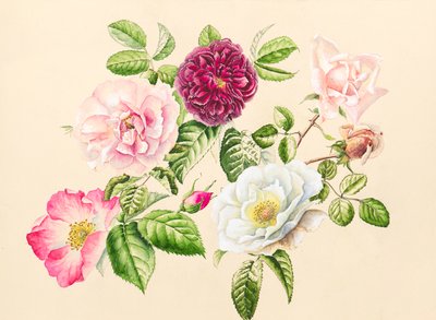 Rosen aus dem Garten von Alison Cooper