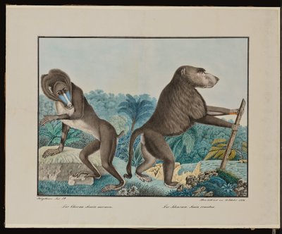 Der Chacma von Aloys Zötl