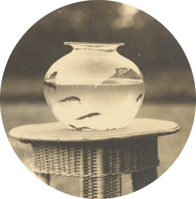 Ohne Titel (Goldfischglas) von American 19th Century