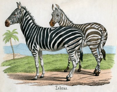 Antiker Druck von Zebras von American School