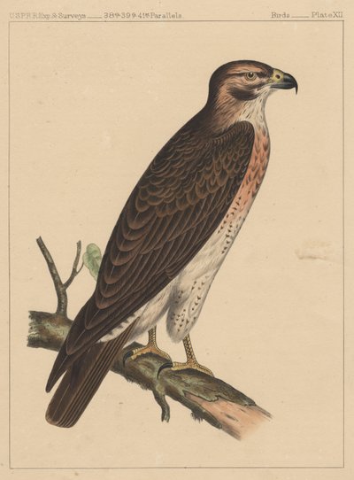 Vögel, Tafel XII, 1855 von American School