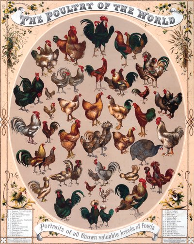 Geflügel der Welt Poster von American School