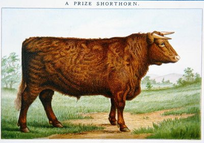 Preisgekrönter Shorthorn-Bulle von American School
