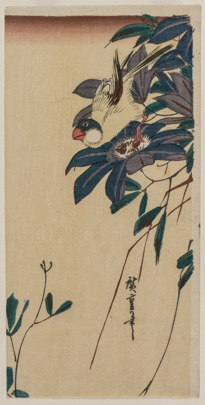 Kernbeißer und Clematis, Mitte der 1830er Jahre von Ando Hiroshige