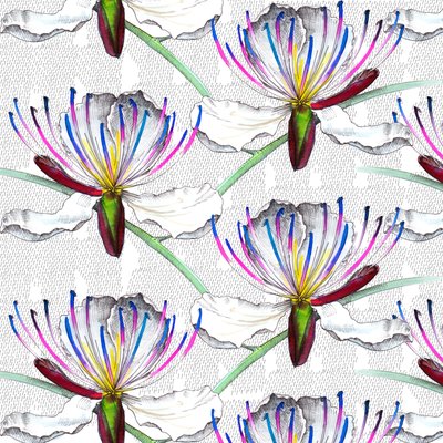 Kapernblüten, 2017, Aquarell und Tinte von Andrew Watson