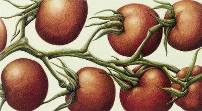 Tomatenranke, 1999 von Annabel Barrett