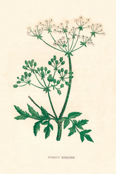 Gefleckter Schierling, um 1891 von Anne Pratt